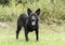 Black cattledog mix dog panting tongue