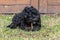 Black Cavoodle Puppy lying on grass chewing a stick