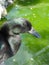 Black Cayuga duck portrait, green water background. Vertical.