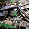 Black centipede in the tree litter, Poland