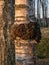 A black chaga mushroom on a birch tree. Inonotus obliquus commonly known as chaga mushroom, birch grove in morning