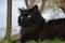 Black Chantilly cat
