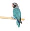 Black Cheecked Lovebird perched on a wooden stick â€“ Agapornis Nigrigenis â€“ Blue mutation