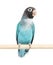 Black Cheecked Lovebird on a wooden perch â€“ Agapornis Nigrigenis â€“ Blue mutation