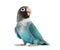 Black Cheecked Lovebird â€“ Agapornis Nigrigenis â€“ Blue mutati