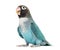 Black Cheecked Lovebird â€“ Agapornis Nigrigenis â€“ Blue mutation