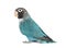 Black Cheecked Lovebird â€“ Agapornis Nigrigenis â€“ Blue mutation