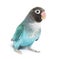 Black Cheecked Lovebird â€“ Agapornis Nigrigenis â€“ Blue mutation