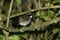 Black-cheeked gnateater, Conopophaga melanops