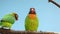 BLACK-CHEEKED LOVEBIRD AGAPORNIS NIGRIGENIS.