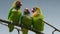 BLACK-CHEEKED LOVEBIRD (AGAPORNIS NIGRIGENIS).