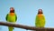 BLACK-CHEEKED LOVEBIRD AGAPORNIS NIGRIGENIS.Slow Motion.