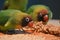 Black-Cheeked Lovebirds (Agapornis Nigrigenis)