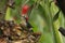 Black Cheeked Woodpecker