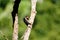 Black-cheeked Woodpecker, Melanerpes pucherani grooming on tree in rainforest