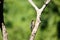 Black-cheeked Woodpecker, Melanerpes pucherani, pecking on tree