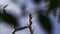 Black Cheeked Woodpeckers on a tree in the Amazon Rain forest