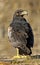 Black-chested Buzzard-eagle