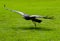 Black-Chested Buzzard-Eagle flies low over grass, approaching hi