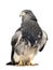 Black-chested Buzzard-eagle () - Geranoaetus melan