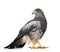 Black-chested Buzzard-eagle - Geranoaetus melanole