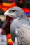 Black-chested buzzard-eagle at the market in Maca, Colca Canyon, Peru