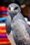 Black-chested buzzard-eagle at the market in Maca, Colca Canyon, Peru