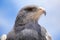 Black-chested buzzard-eagle at the market in Maca, Colca Canyon, Peru