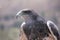 Black-chested buzzard-eagle at the market in Maca, Colca Canyon, Peru