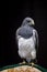 Black-chested buzzard eagle on a perch