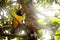 Black-chested Mountain-Tanager , Buthraupis eximia, black yellow mountain bird sitting on the tree, Yanacocha Reserve in Ecuador.