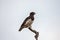 Black Chested Snake Eagle Circaetus pectoralis 13868