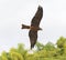Black-chested snake eagle hunting