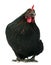 Black chicken