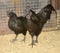 Black Chicken and Ayam cemani