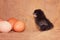 The black chicken hatched from