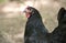 Black chicken hen in small rural farm egg laying chicken coop