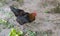 Black chicken standing and eating green foliage on the grand in a rural garden in the countryside