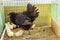 Black chicken and white chickens in cage