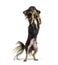 Black Chihuahua begging on its hind legs, looking up, isolated