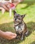 A black Chihuahua sits on the green grass and smiles. Hands point at the dog