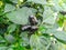 Black chilli growing in chilli plant. Portrait mode photography