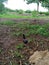 A black chimney and a photo of her standing in my field.