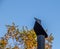 A black chimney with a wind vane and a tree with autumn leaves