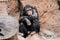 Black Chimpanzee Ape Mammal Animal