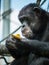 Black chimpanzee looking at the corn in its hands