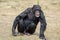 Black chimpanzees monkey leaving in safari park close up