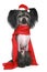 Black Chinese Crested Dog in red scarf