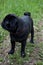 Black chinese pug puppy is standing on a green meadow. Dutch mastiff or mops. Pet animals.