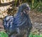 Black Chinese Silkie Chicken Waikiki Oahu Hawaii